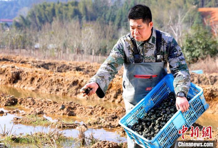 图为水产养殖专业合作社负责人陈斌在山垅田投放稻花田螺苗。　黄杰敏 摄