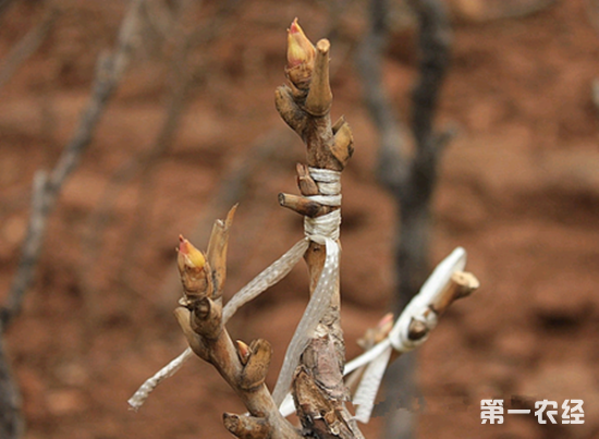 牡丹花能嫁接吗？牡丹花嫁接图文教程