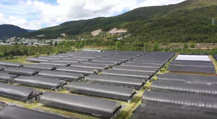 川贝种植致富_川贝种植的前景_种植川贝效果如何