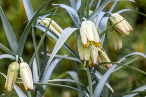 种植川贝效果如何_致富种植川贝效果如何_川贝种植致富