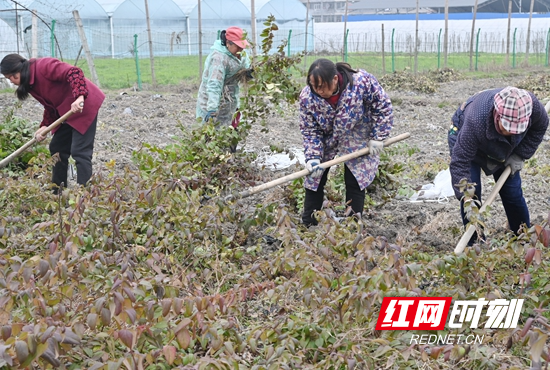 隆回：小苗木长成“摇钱树”