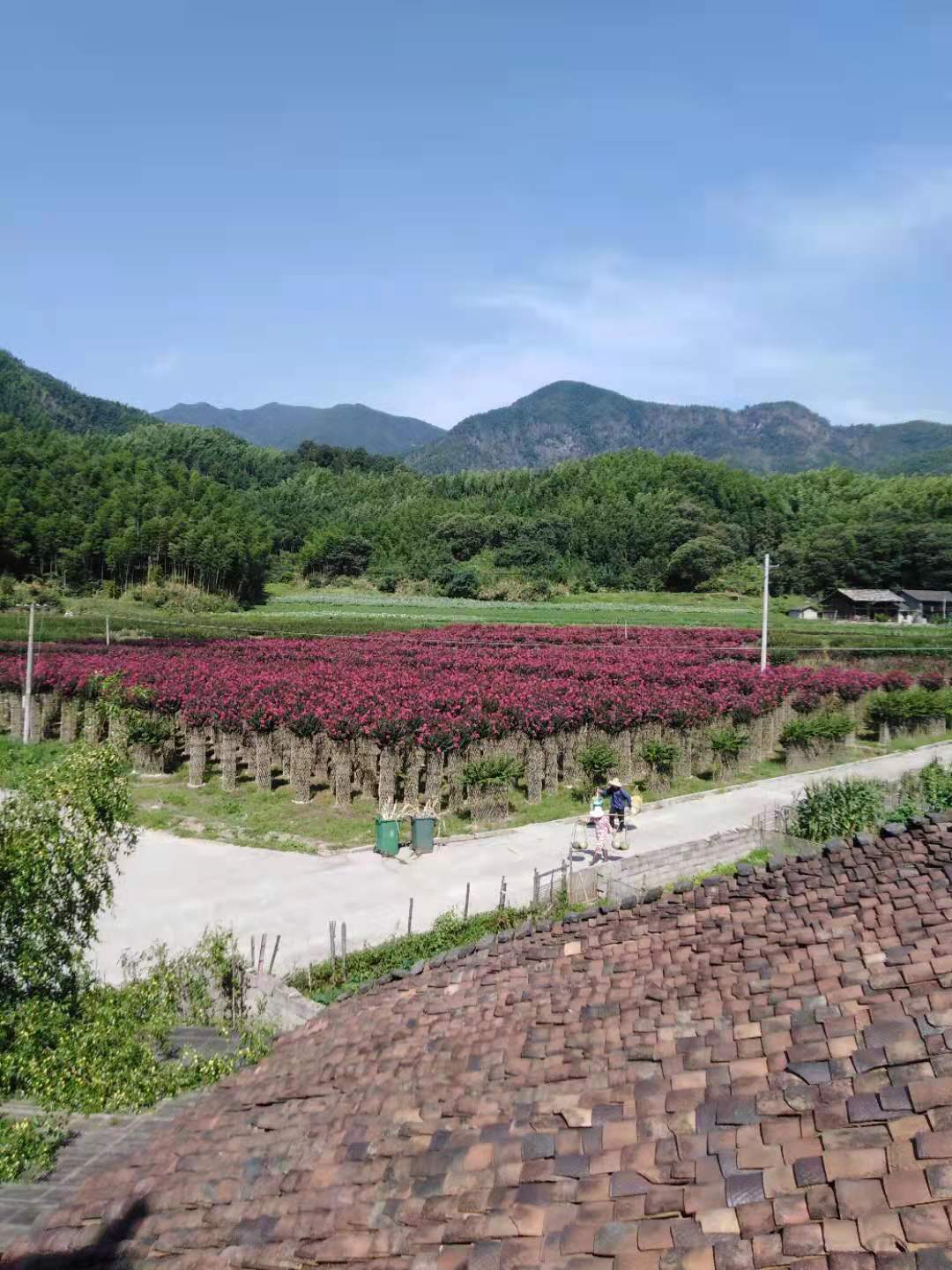 江西省宜黄县：“兵书记”精心培育苗木基地引领村民奔向致富路