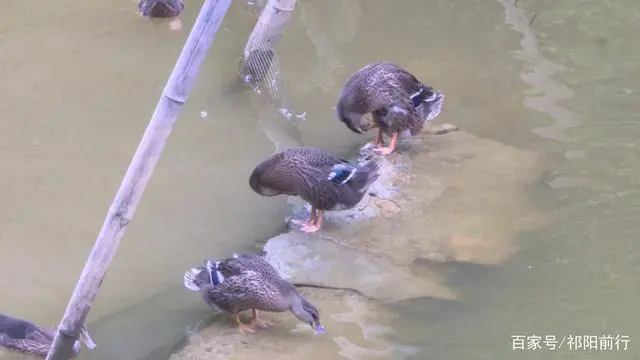 鸭子养殖户扶贫补贴_致富鸭脱贫养殖_贫困户养鸭有补贴吗