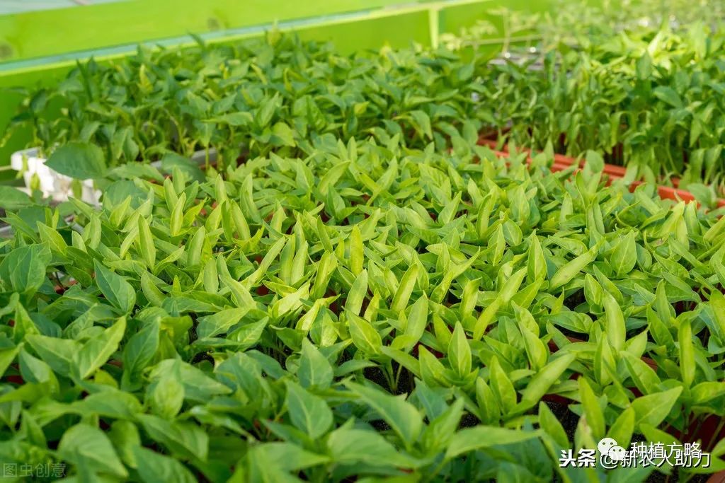 长辣椒种植技术视频_辣椒种植技术视频请看农广天地_辣椒种植与管理技术视频