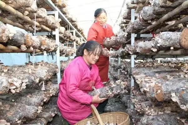 农村种植平菇技术和管理方法_致富种植农妇平菇图片_农妇种植平菇致富