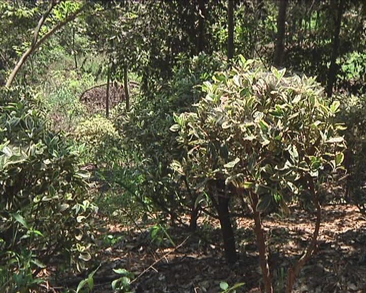 农村种植致富案例_苗木种植助农户致富示范_农村种植苗木补贴政策2020