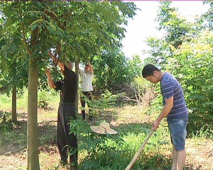 农村种植苗木补贴政策2020_苗木种植助农户致富示范_农村种植致富案例