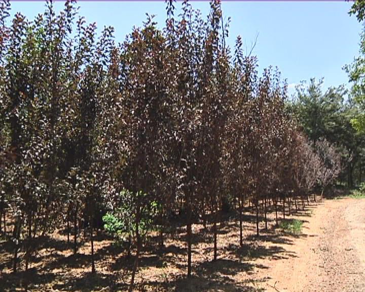 农村种植苗木补贴政策2020_苗木种植助农户致富示范_农村种植致富案例