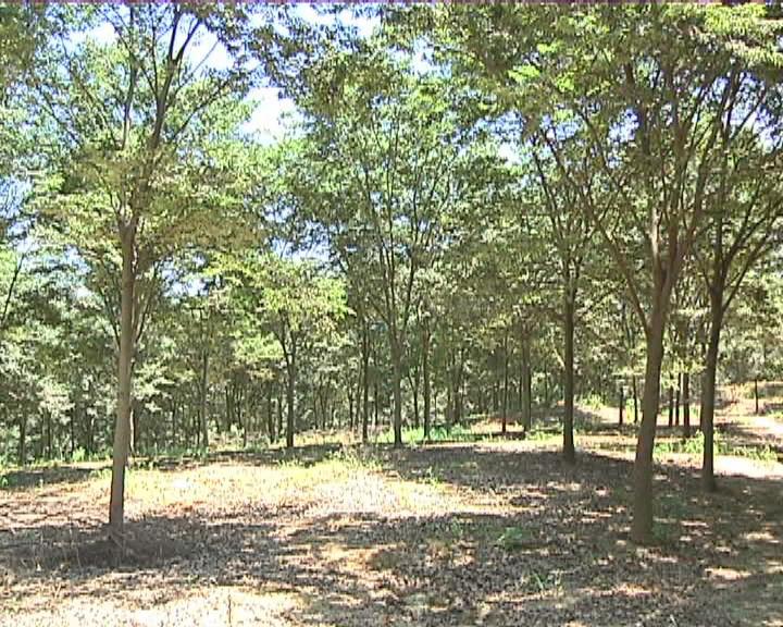 农村种植致富案例_苗木种植助农户致富示范_农村种植苗木补贴政策2020