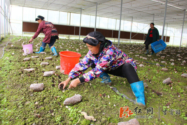 浙商直播走进矮寨岩科 羊肚菌走俏撑起“致富伞”