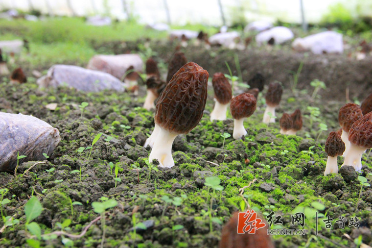 高基胜羊肚菌致富经_高基胜羊肚菌_致富经种植羊肚菌完整版