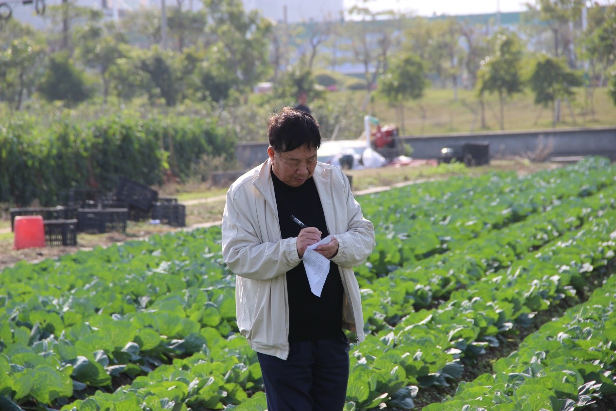 冷棚种植甘蓝时间_黄淮地区冷棚甘蓝种植技术_春季冷棚甘蓝种植技术