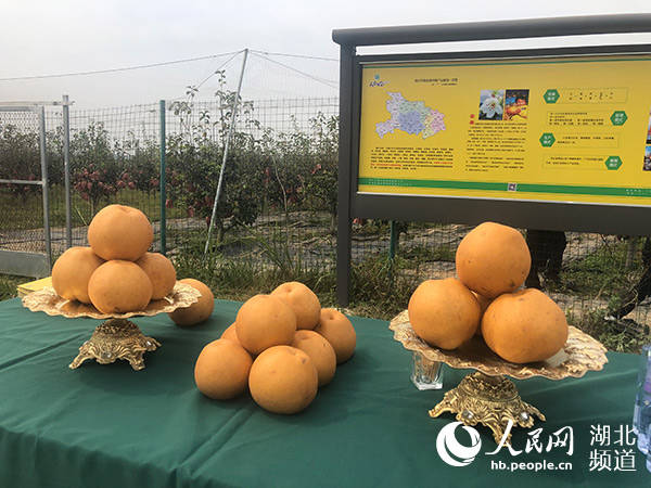 黄冈本地种植药材_黄冈草药种植致富_湖北黄冈适合种什么药材