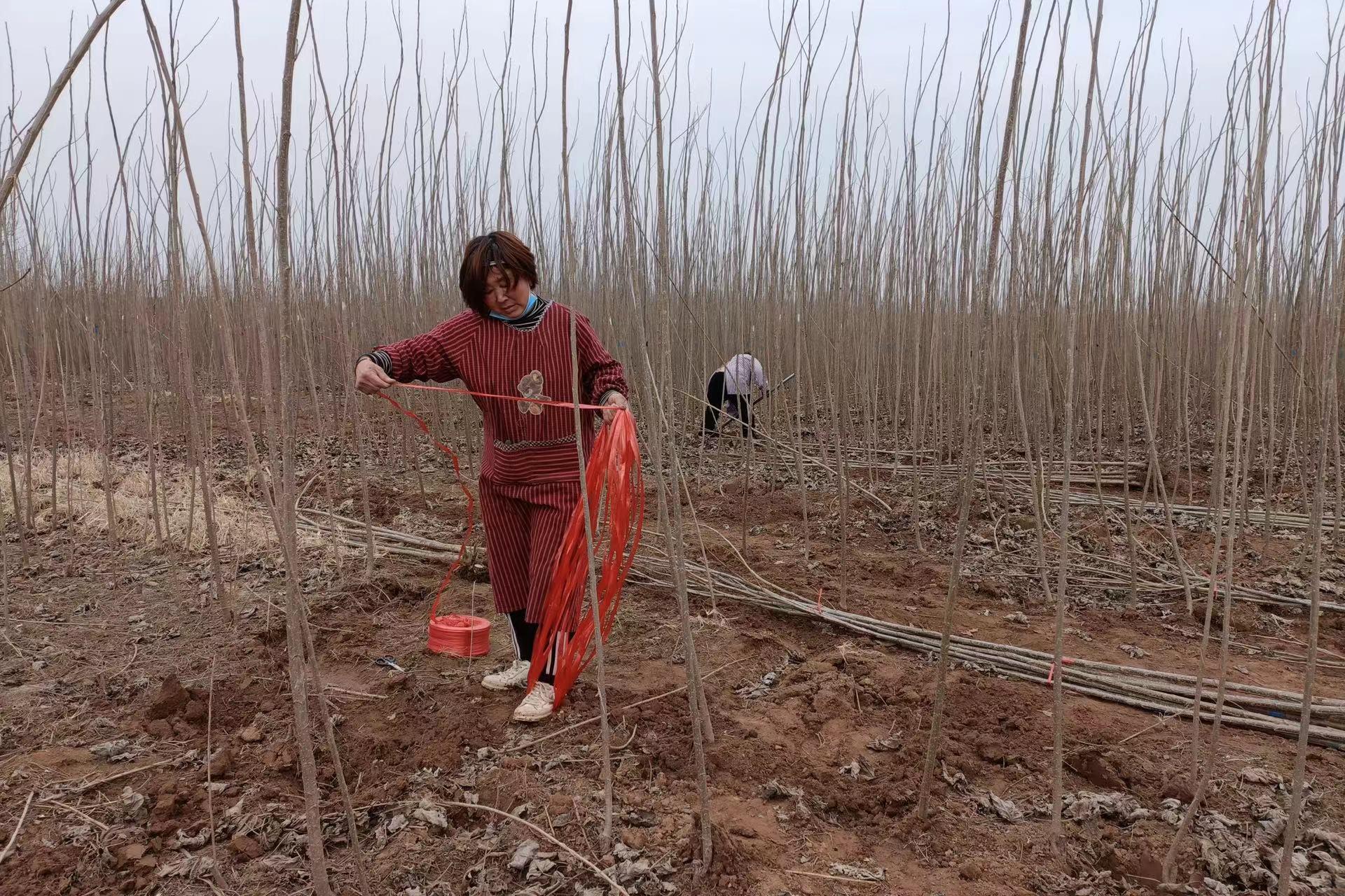 农村种植苗木补贴政策2020_苗木种植助农户致富示范_农村致富项目种植业