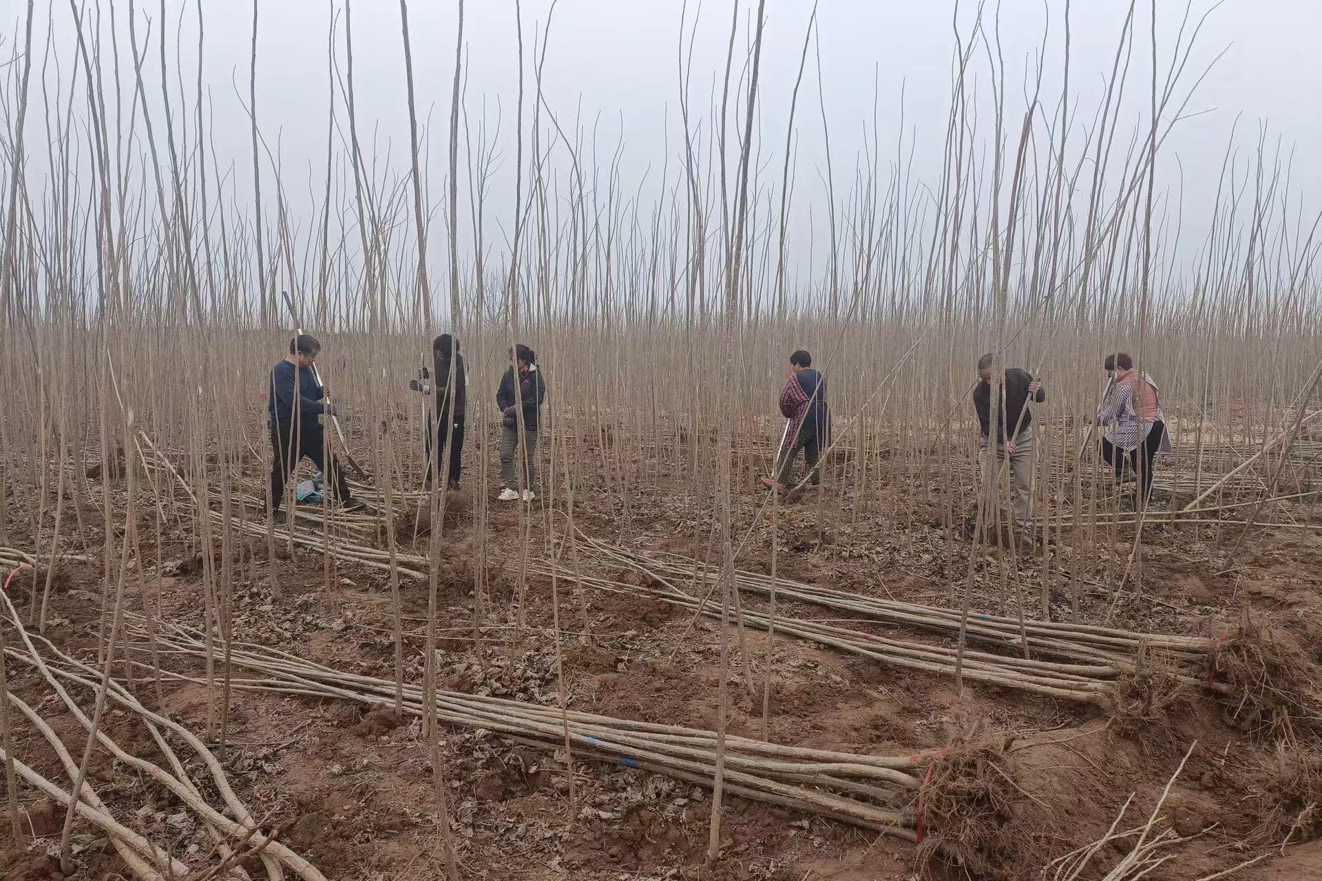 农村致富项目种植业_农村种植苗木补贴政策2020_苗木种植助农户致富示范