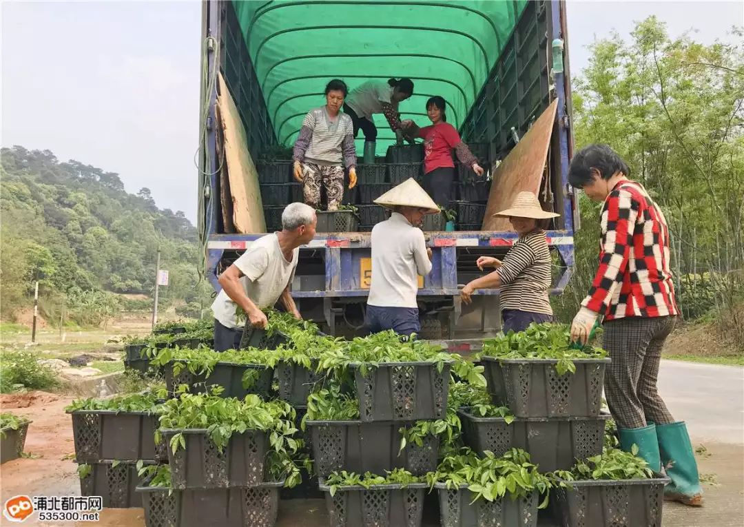 致富经莲藕种植视频_莲藕种植赚钱吗_种植山莲藕致富