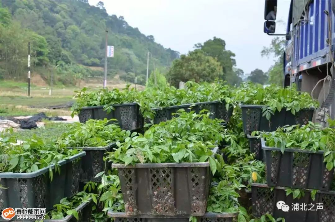 莲藕种植赚钱吗_致富经莲藕种植视频_种植山莲藕致富