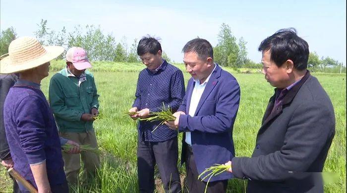 致富种植黄冈草药有哪些_黄冈本地种植药材_黄冈草药种植致富