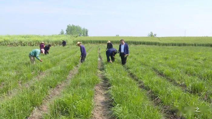 致富种植黄冈草药有哪些_黄冈本地种植药材_黄冈草药种植致富