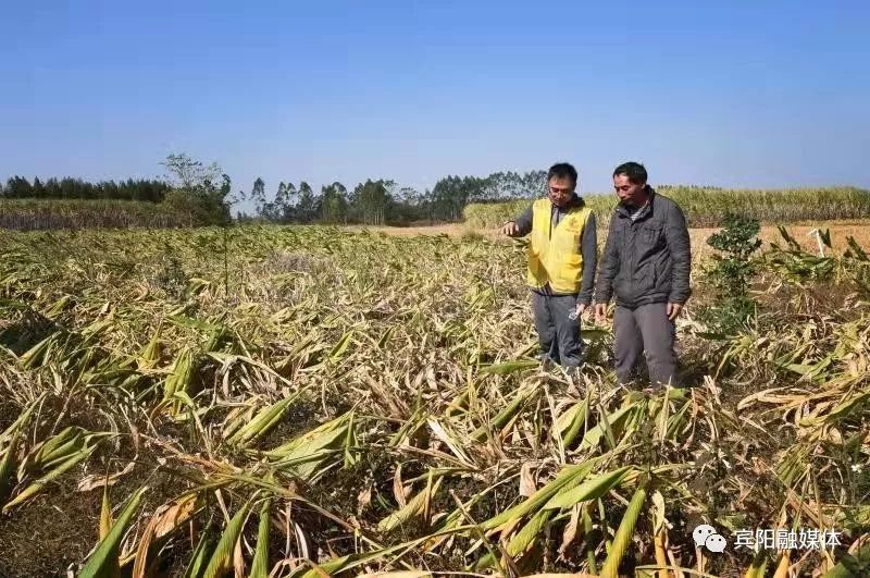 郁金种植前景如何_郁金种植致富_郁金种植亩产多少斤