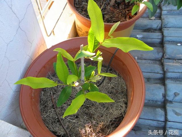 莲雾苗的种植技术_莲雾苗图片大全_莲雾栽培技术视频