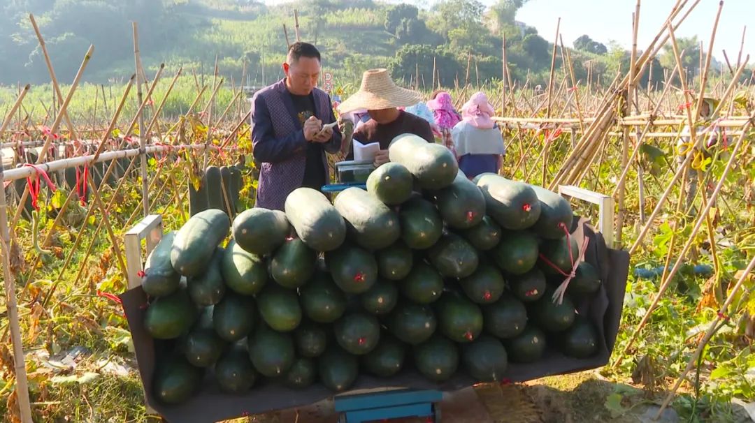 郁金种植致富_郁金种植前景如何_郁金种植效益