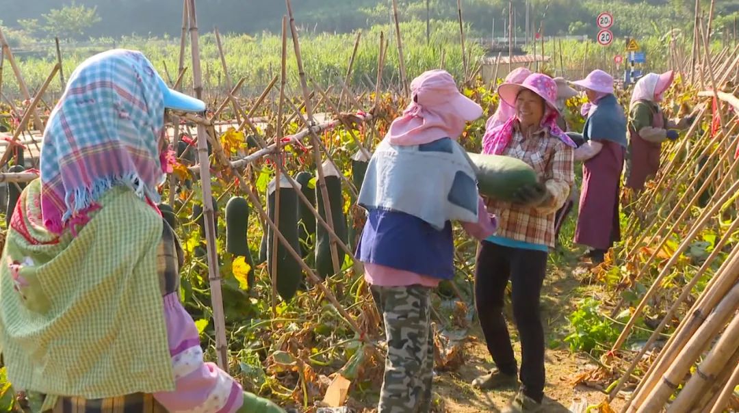 郁金种植致富_郁金种植效益_郁金种植前景如何