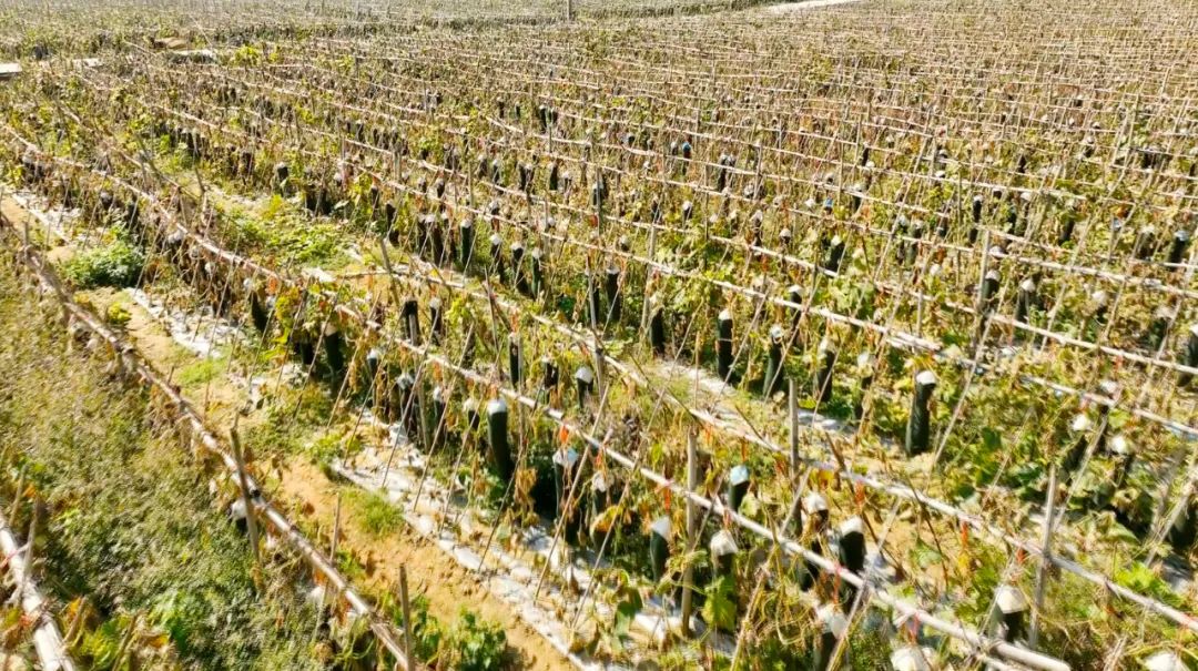 郁金种植前景如何_郁金种植效益_郁金种植致富