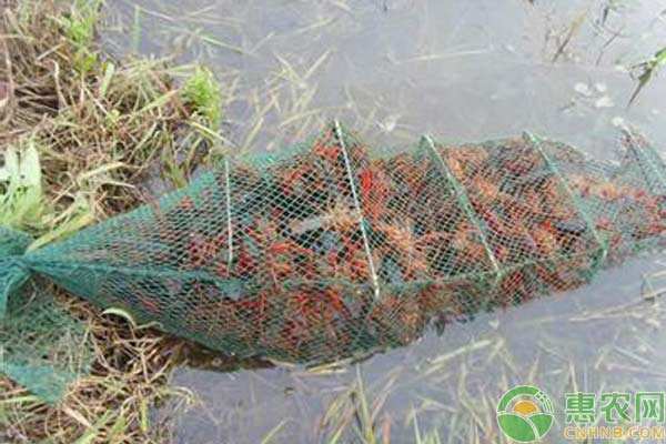 龙虾池青苔爆发怎么办？龙虾养殖池青苔处理措施-图片版权归惠农网所有