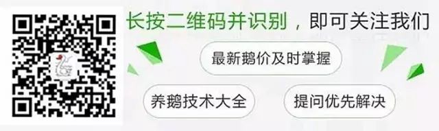 2021年肉鸭养殖前景如何_肉鸭网上养殖技术视频_肉鸭网上养殖技术要点