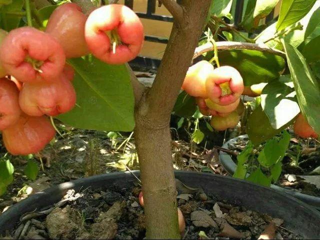 莲雾苗的种植技术视频_莲雾苗的种植技术_莲雾苗图片大全