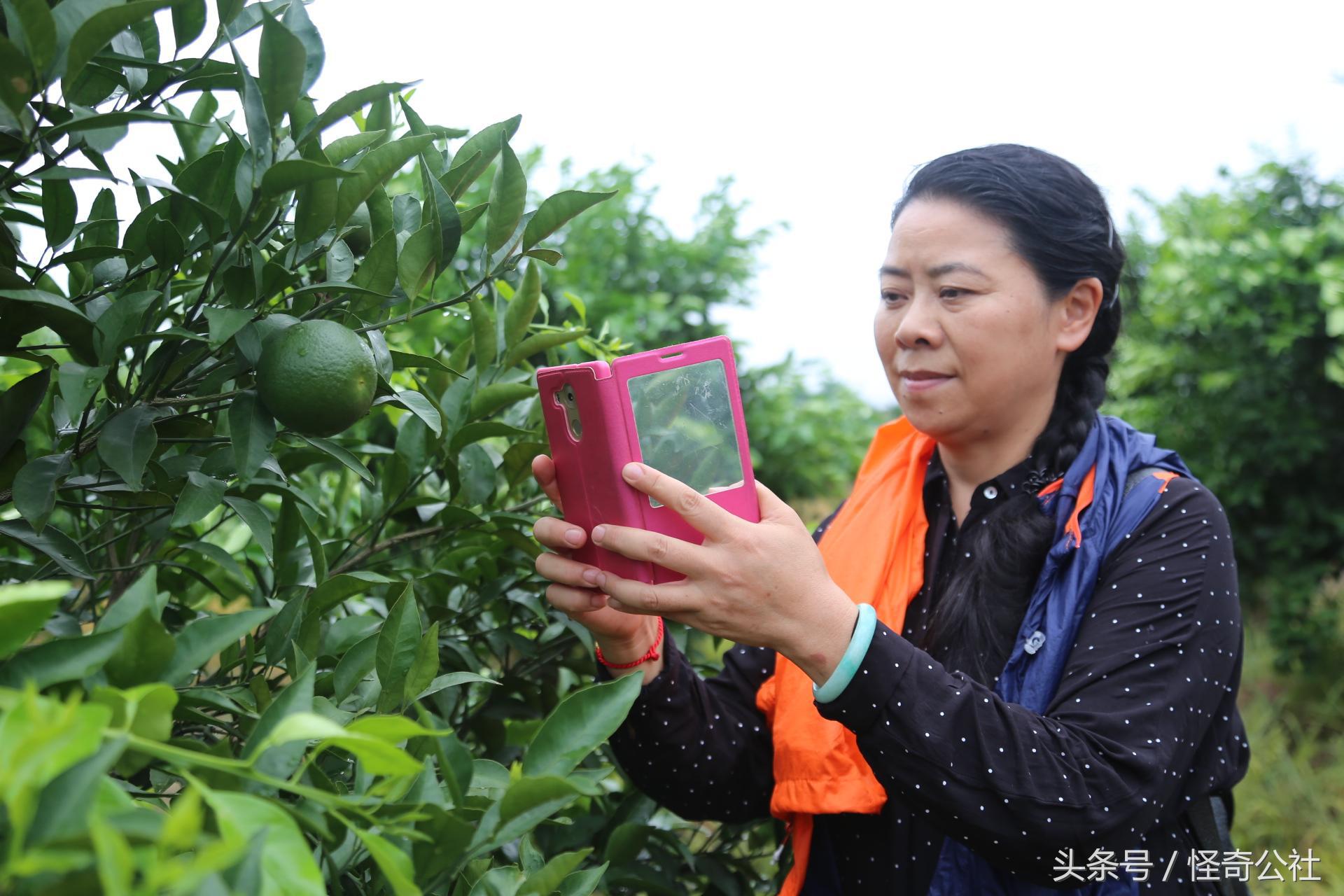 血肉脐橙种植致富经视视频_种血橙赚钱吗_血脐橙多少钱一斤