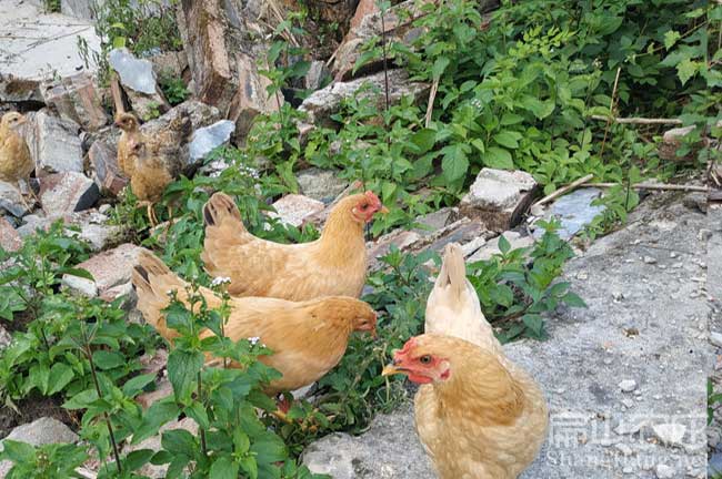 福建河田土鸡养殖