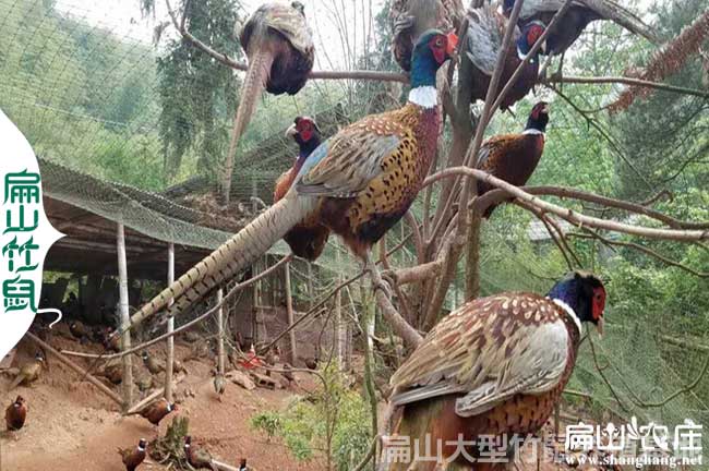 福建山鸡养殖