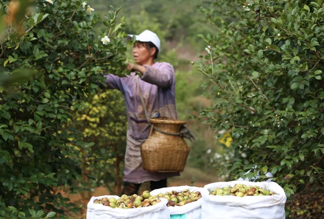 致富经桃_致富经桃_致富经桃