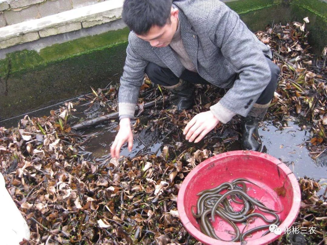 养殖黄鳝的技术_最新黄鳝养殖技术_养殖黄鳝的前景怎么样