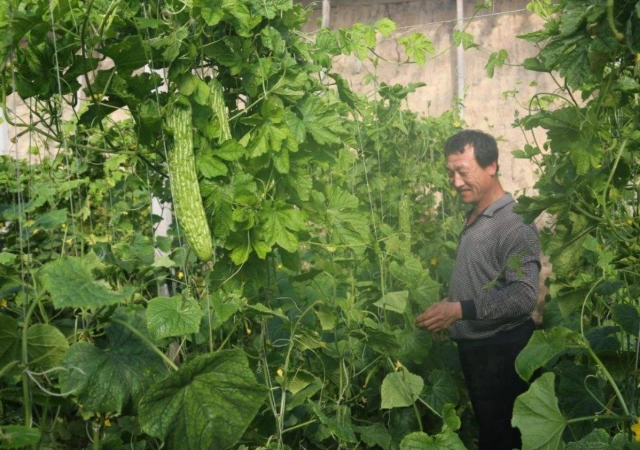 苦瓜室内种植技术与管理_苦瓜家庭种植技术_苦瓜室内种植技术