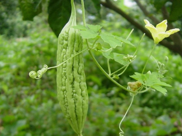 苦瓜室内种植技术与管理_苦瓜家庭种植技术_苦瓜室内种植技术