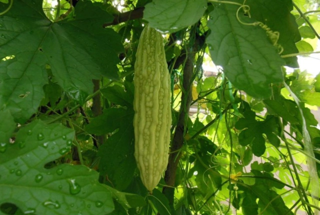 苦瓜室内种植技术与管理_苦瓜室内种植技术_苦瓜家庭种植技术