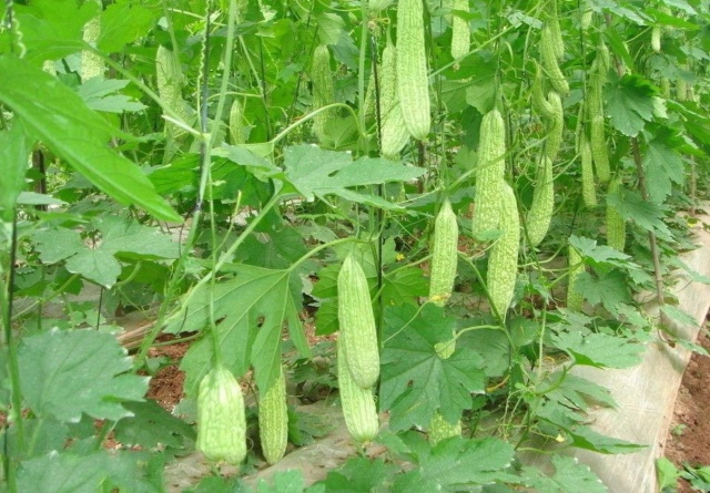 苦瓜家庭种植技术_苦瓜室内种植技术与管理_苦瓜室内种植技术