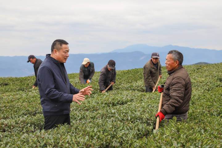 白茶产业带动茶农致富增收，纪录片《用生命热爱一杯白茶》在宁波展映