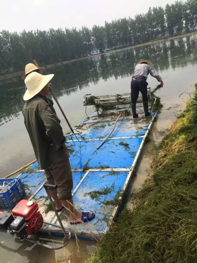 龙虾养殖技术大全视频教程_小龙虾养殖技术视_龙虾养殖龙虾养殖