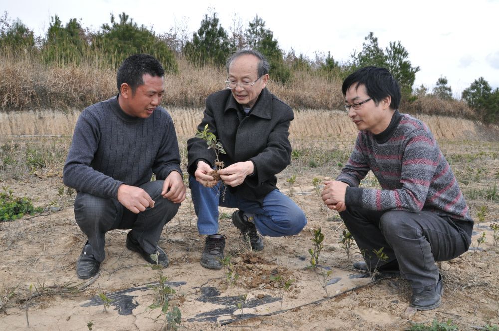 栽茶叶视频_茶叶栽培管理技术视频_茶叶种植管理技术视频