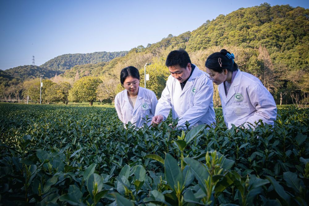 茶叶种植管理技术视频_茶叶栽培管理技术视频_栽茶叶视频