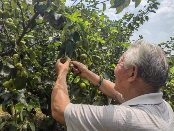 亳州种植什么_亳州适合种植什么药材_亳州种植致富