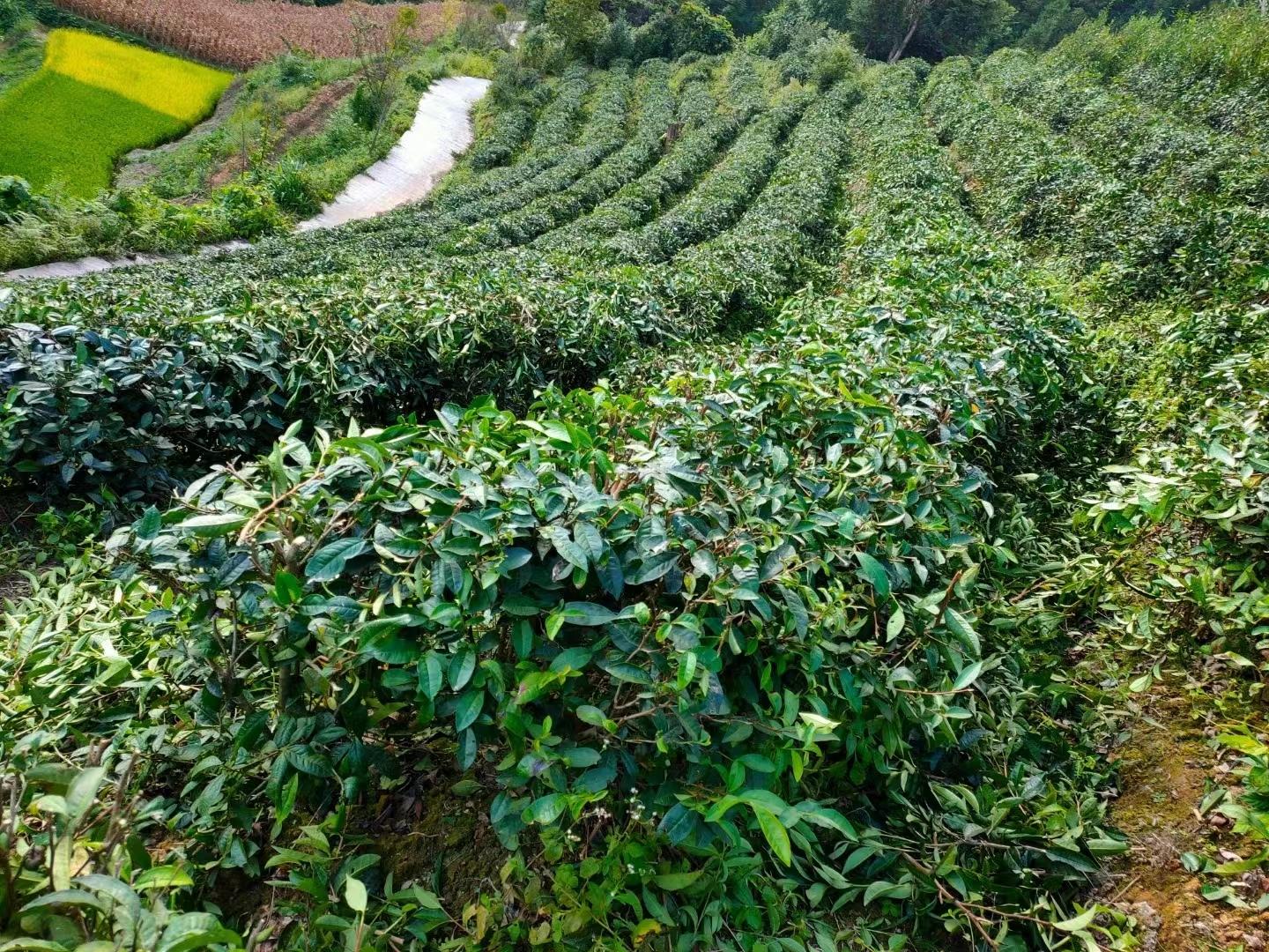 茶叶种植技术指导方案_茶叶种植管理技术视频_栽茶叶视频