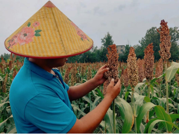 亳州适合种植什么药材_亳州种植基地_亳州种植致富