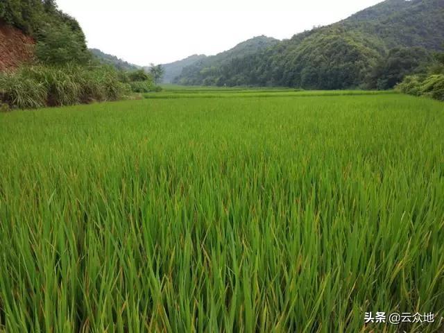 爱瑷38种植技术_爱媛种植技术视频_爱原38的种植技术