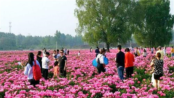 亳州种植致富_亳州适合种植什么药材_亳州致富案例