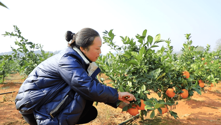 果农种植致富方法_农村致富种植_农民致富种植项目